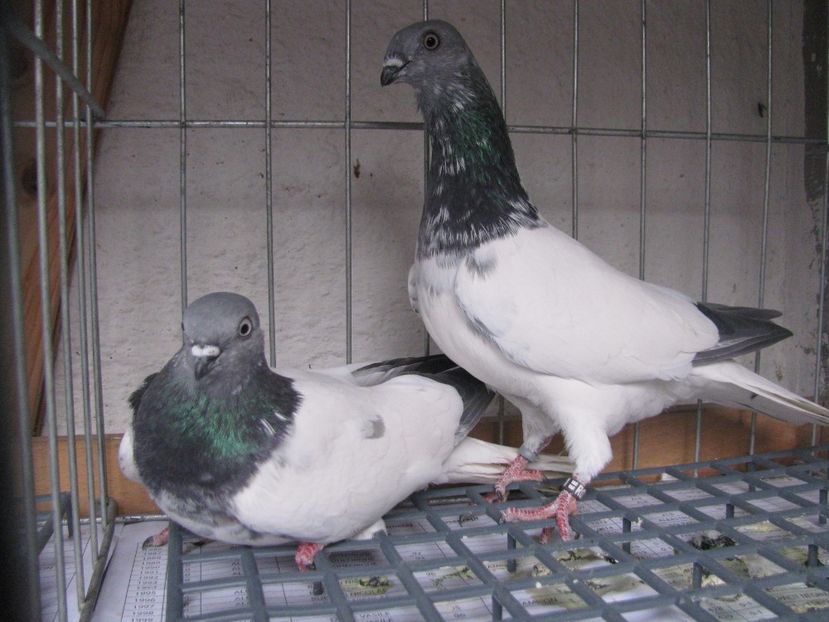  - 23-Berzati de Budapesti 2017