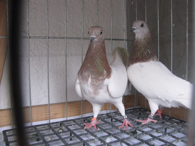  - Berzati de Budapesta rosu