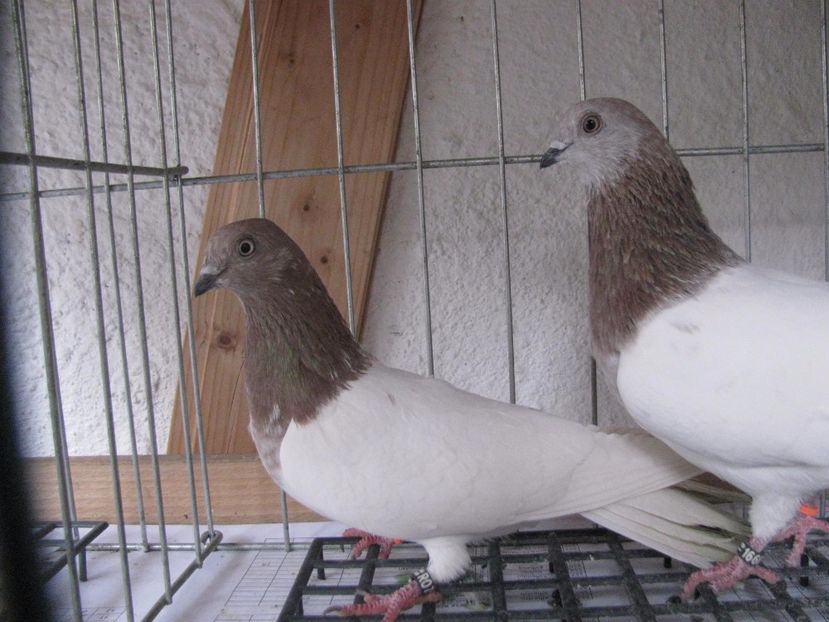  - Berzati de Budapesta rosu