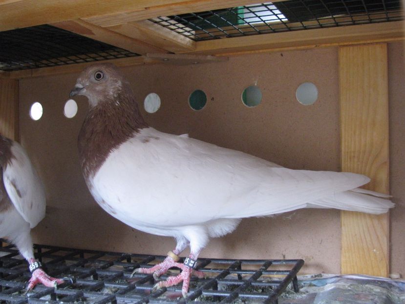  - Berzati de Budapesta rosu