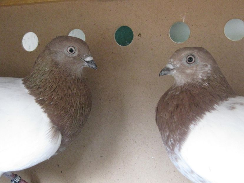  - Berzati de Budapesta rosu