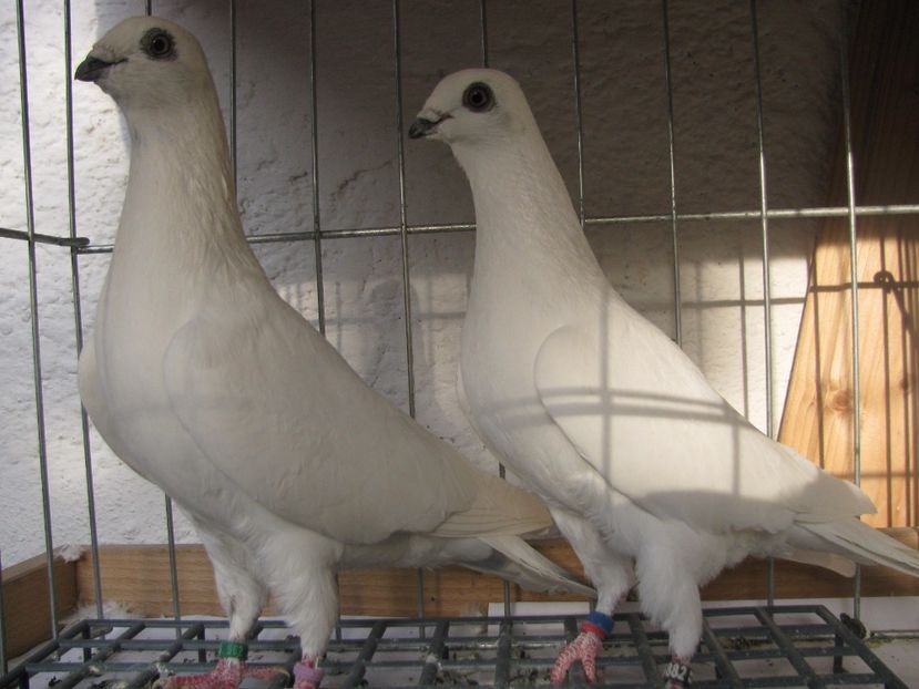  - Berzati de Budapesta alb