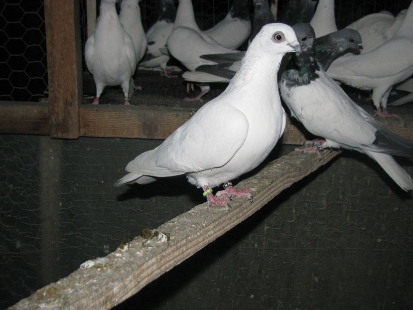  - Berzati de Budapesta alb