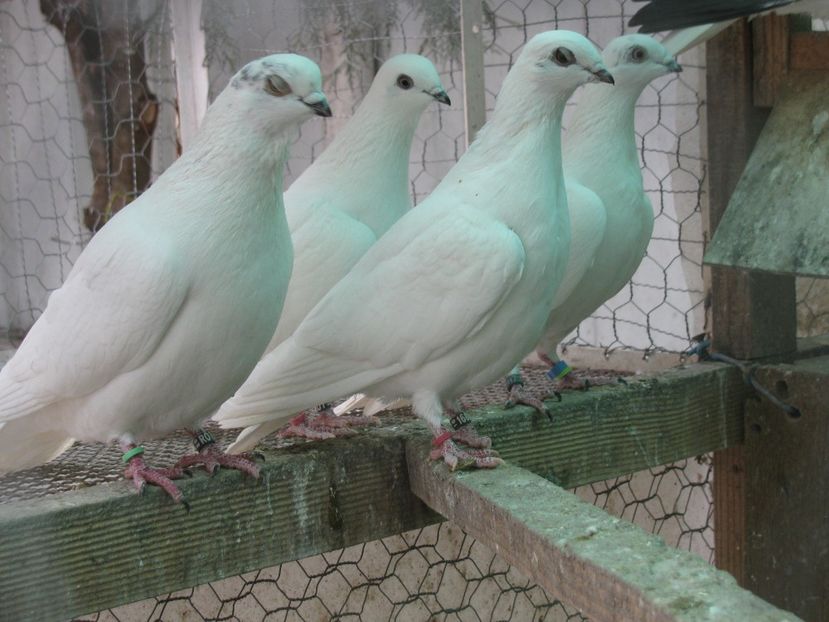  - Berzati de Budapesta alb