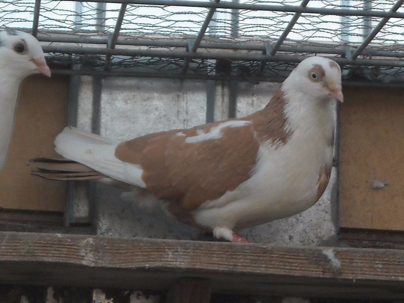  - PORUMBEI CARE MI AU APARTINUT