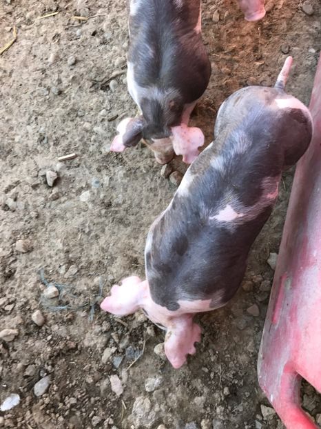  - Purcei Pietrain 21 zile 7 kg