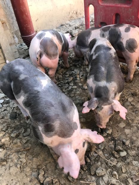  - Purcei Pietrain 21 zile 7 kg