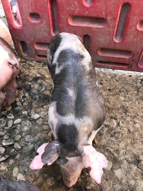  - Purcei Pietrain 21 zile 7 kg