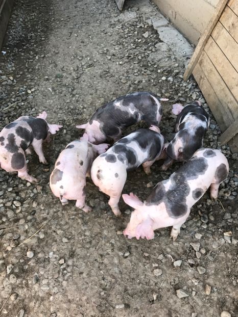  - Purcei Pietrain 21 zile 7 kg