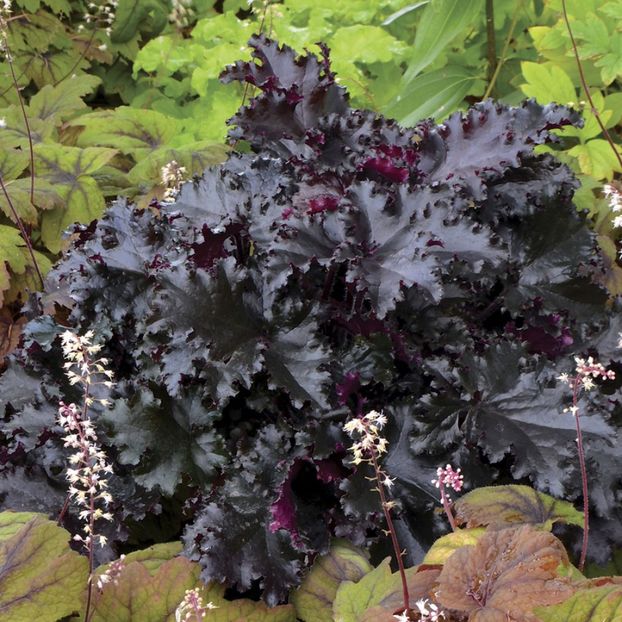 Heuchera Black Tafetta - ACHIZITII NOI TOAMNA 2016-PRIMAVARA 2017