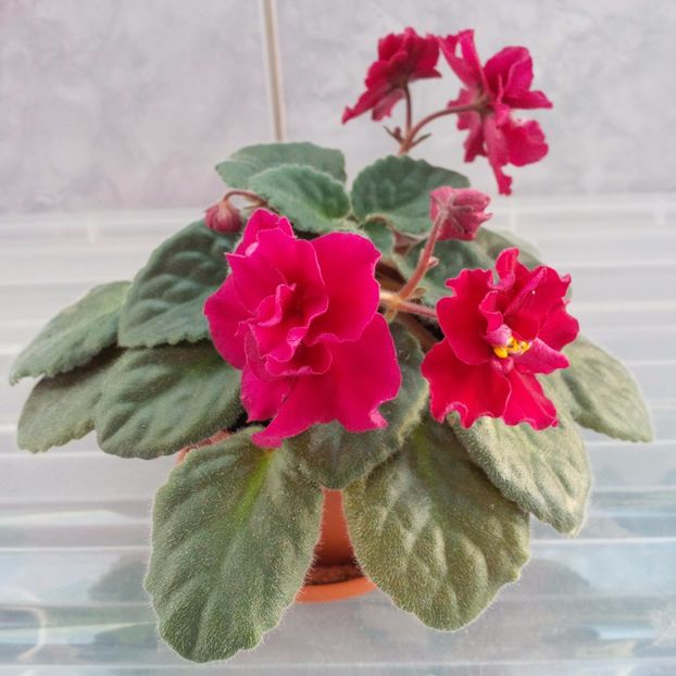 Martie 2017 - TOMAHAWK