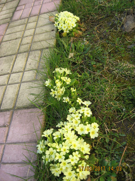 Picture 7768 - Flori de gradina 2015-2018