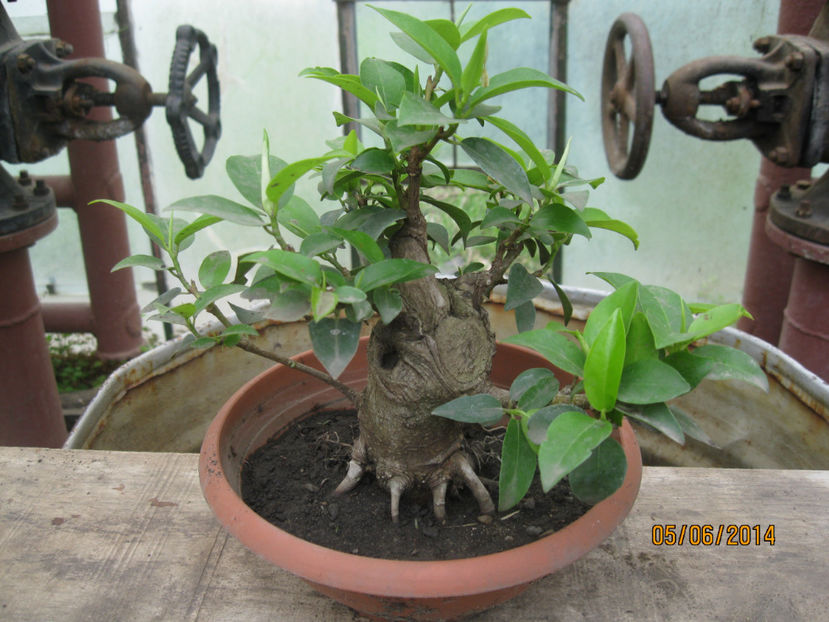 iun 2014 - Viitori bonsai shohin