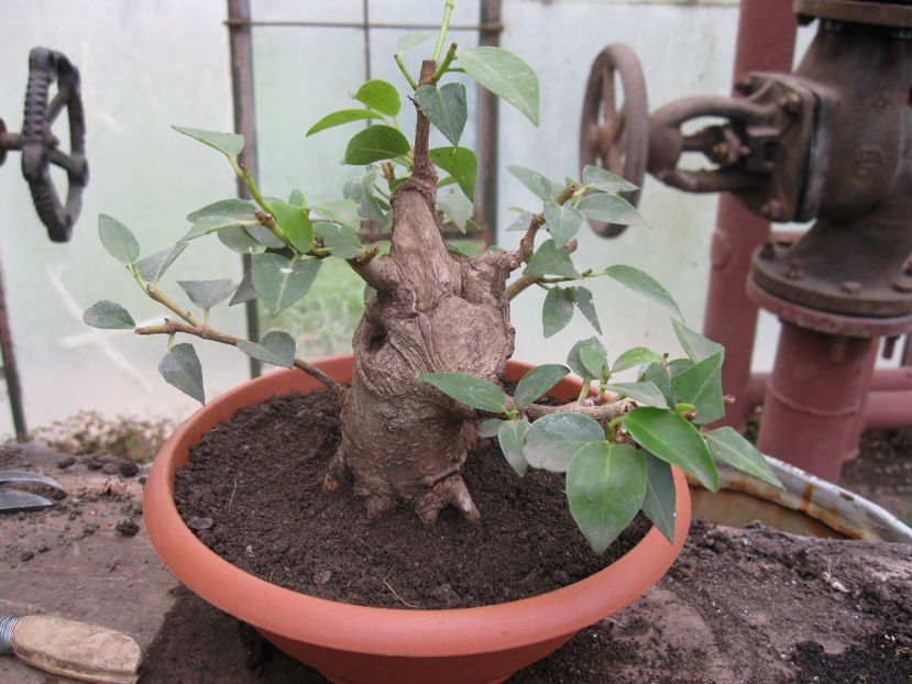 oct 2013 - Viitori bonsai shohin