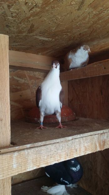  - PUI 2016 Jucator de Galati