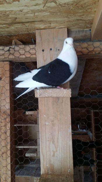  - PUI 2016 Jucator de Galati