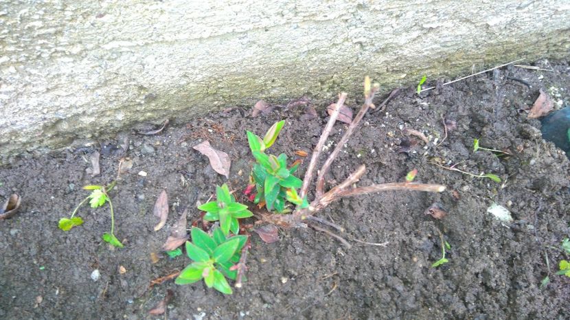Hypericum calycinum - Arbori -arbusti ornamentali de exterior si liane