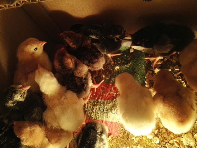  - Wyandotte auriu negru