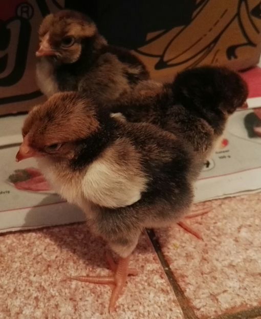  - Wyandotte auriu negru