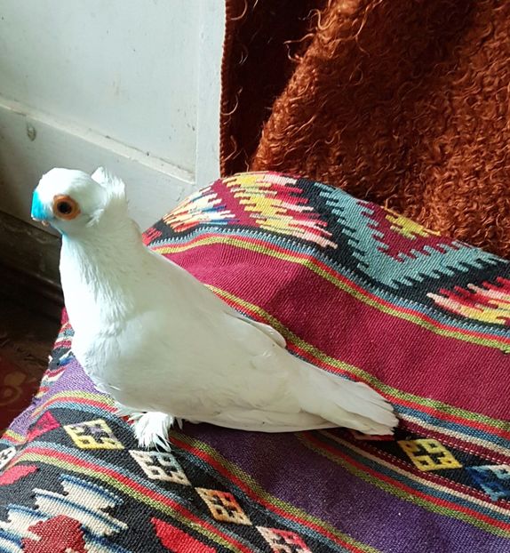  - porumbei de vanzare