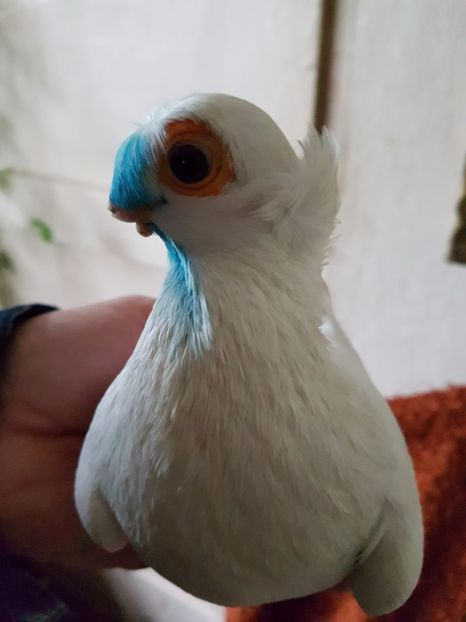  - porumbei de vanzare