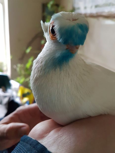  - porumbei de vanzare