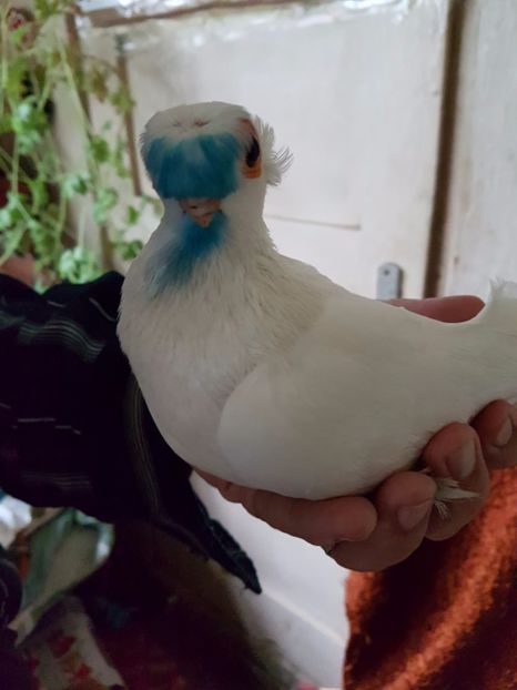  - porumbei de vanzare