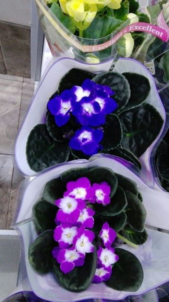 IMG-20170317-WA0002 - Minunate