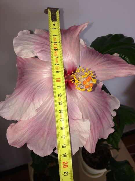  - Th Pastel Princess