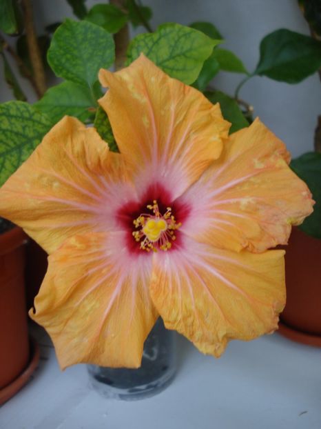  - Hibiscus Yellow Holiday