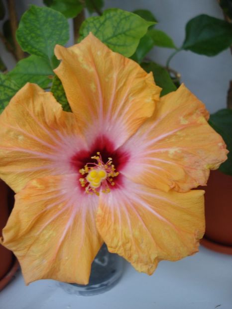  - Hibiscus Yellow Holiday