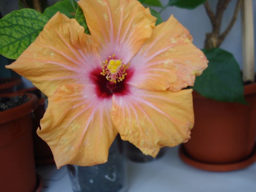  - Hibiscus Yellow Holiday