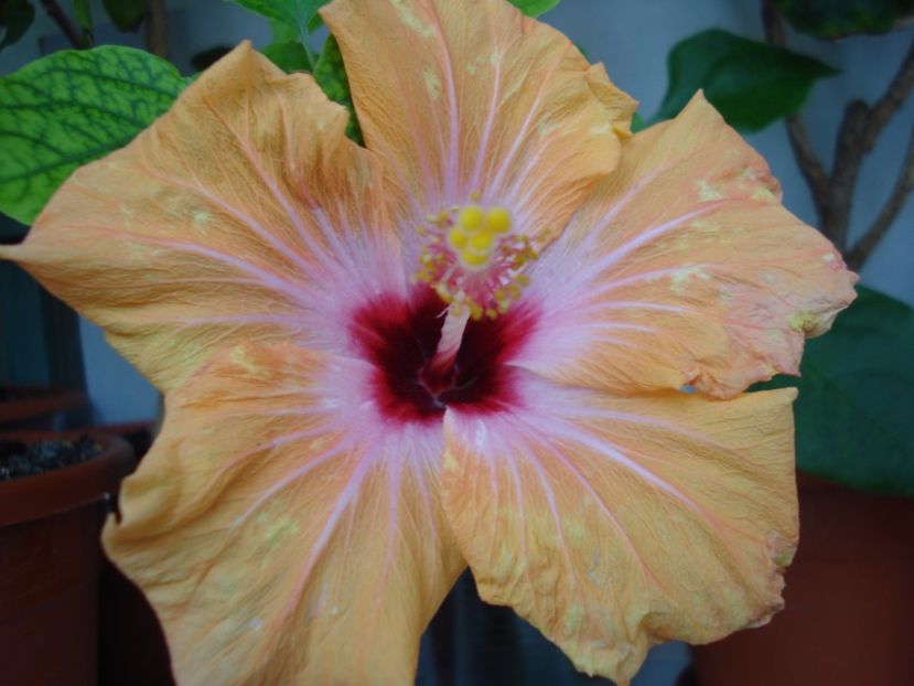  - Hibiscus Yellow Holiday