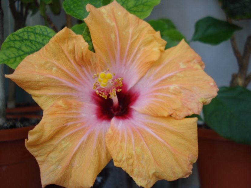  - Hibiscus Yellow Holiday