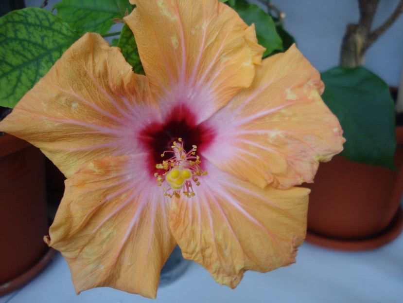  - Hibiscus Yellow Holiday