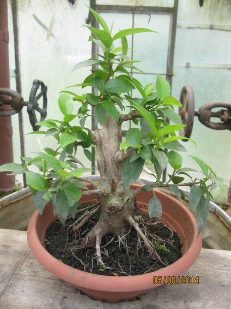 iun 2014 - Viitori bonsai shohin