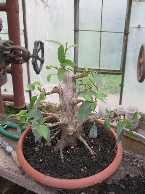 oct 2013 - Viitori bonsai shohin