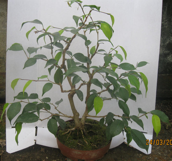 Sokan - trunchi geaman mart 2014 - Viitori bonsai shohin