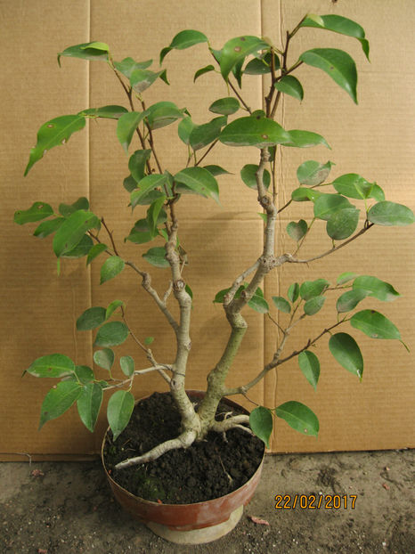 feb 2017 - Viitori bonsai shohin