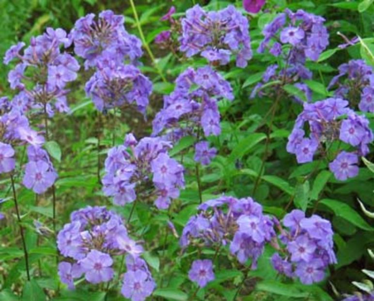 blue boy - Alte dorinte