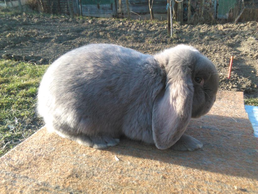  - AAAA PUI Berbec 2017