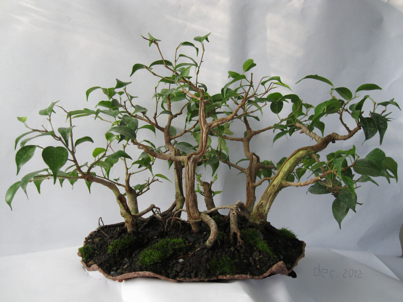 Yosee - padure dec 2012 - Viitori bonsai shohin