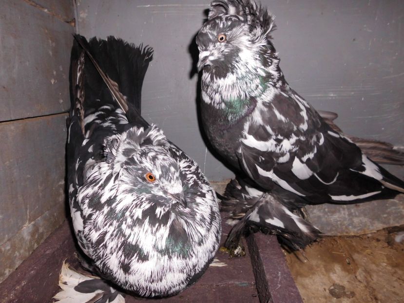 pereche - Uriasi Maghiari 2017