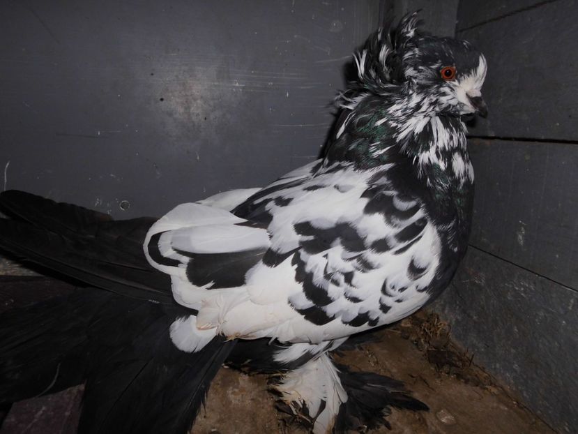 mascul - Uriasi Maghiari 2017