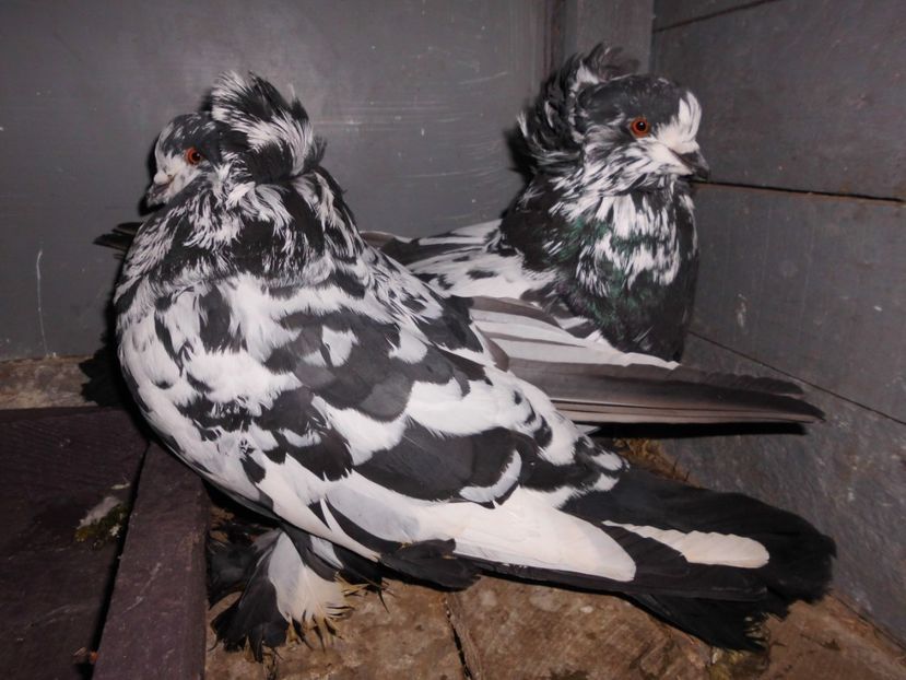 pereche - Uriasi Maghiari 2017