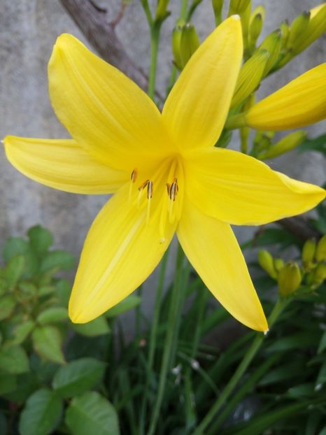 Hemerocalis galben parfumat - A FLORI DIN GRADINA MEA
