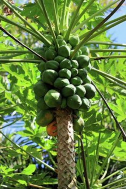 papaya de ghiveci 5 lei 8 seminte - seminte diverse 2018