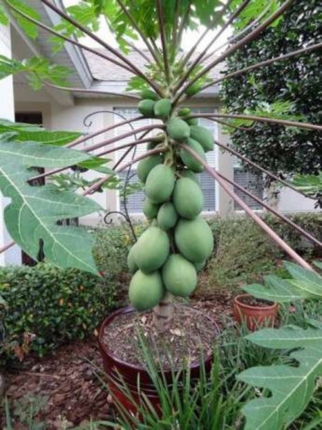 papaya soi pitic care fructifica in ghiveci - seminte diverse 2018