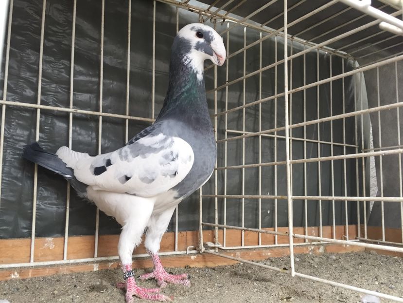 M2016 D - Germani de frumusete Masculi 2017