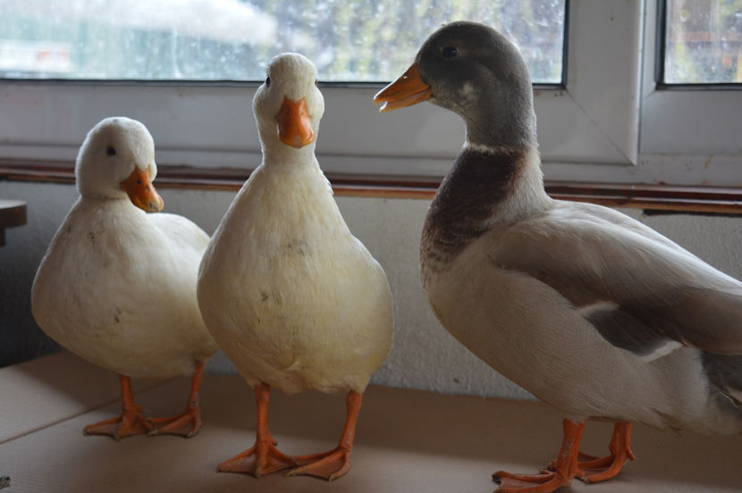 welcome back home - C3 - Rate pitice - Call duck - Zwergenten